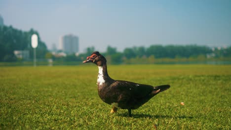 Duck-walking-on-the-grass-outdoors-at-the-park-beautiful-on-slow-motion