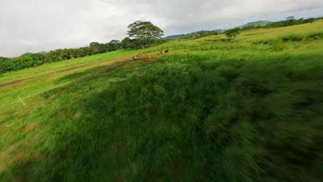 Entdecken-Sie-Die-Majestätische-Schönheit-Von-Kauai,-Der-Garteninsel:-Ein-Filmisches-Abenteuer-Durch-Die-Natürliche-Grüne-Vegetation-Und-Den-Aussichtspunkt-Im-Hanalei-Tal-Mit-4K-UHD-Ansichten-Der-Pazifischen-Insellandschaften