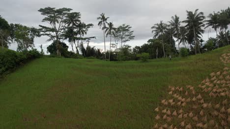Flyover-Coconut-trees-on-Rice-field-terrace,-Natural-Balinese-Landscape,-Indonesia