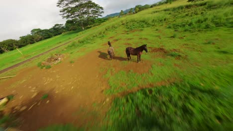 Take-a-Drone-Vacation-to-Kauai-and-Explore-Its-Scenic-Landscapes,-Tropical-Rainforest-and-Green-Nature:-A-Journey-Through-Its-Majestic-Hanalei-Valley,-Stunning-Beaches-and-4K-Views-of-Its-medows