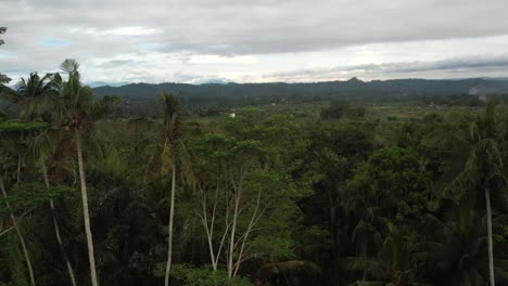 Drohnenüberflug-über-Palmen-Enthüllt-Dichte-Dschungellandschaft-Auf-Bali,-Bewölkter-Himmel