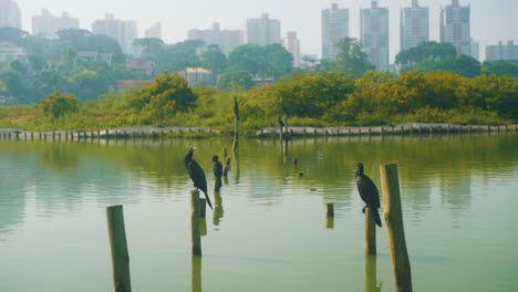 Ducks-sit-on-wooden-poles-in-the-lake-against-the-background-of-trees-and-skyline-beautiful-landscape