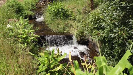 Stream-Flowing-Between-The-Green-Vegetation-On-A-Sunny-Day-In-Summer-In-Parque-das-Frechas,-Portugal