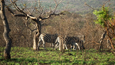 Herd-a-zebra-walking-through-a-safari-park-during-the-Spring-with-newly-sprouted-bright-green-foliage,-medium-shot-panning-movement