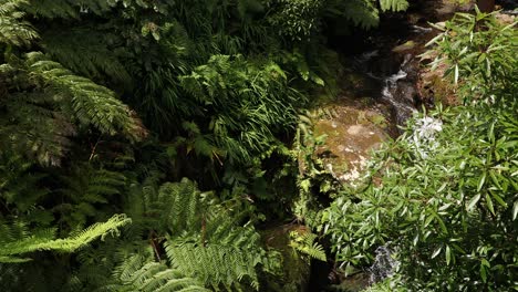 Vegetación-Forestal-Con-Arroyo-Torrencial-Sobre-Rocas-Cubiertas-De-Musgo-En-El-Parque-Das-Frechas-En-La-Isla-Terceira-En-Azores,-Portugal