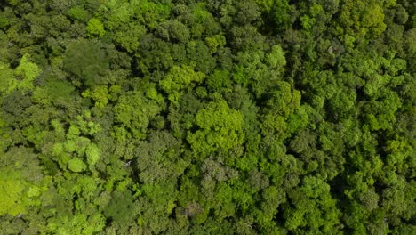 A-drone-shot-captures-the-lush,-verdant-canopy-of-a-tropical-forest-as-it-moves-slowly-above-it,-eventually-revealing-a-serene-blue-lagoon