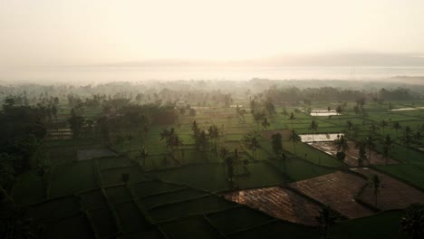 Epischer-Drohnen-Sonnenaufgang-über-Einem-Reisfeld-Im-Ländlichen-Indonesien,-Ost-Java,-Bondowos---Luftaufnahme-4k