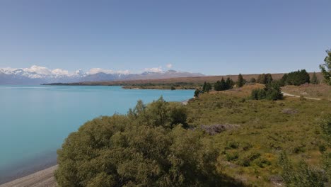 Low-drone-flight-above-lush-trees-on-Lake-Pukaki's-shore-with-snow-capped-mountains-in-back
