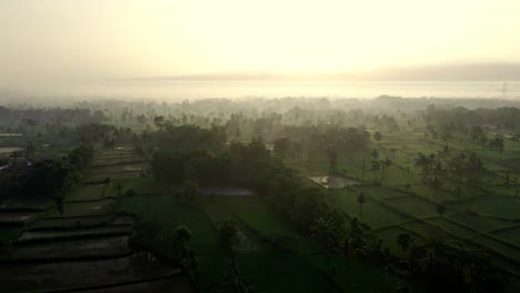 Epic-Sunrise-Over-Rice-Field-In-Rural-Indonesia,-East-Java,-Bondowoso---Aerial-Drone-4k