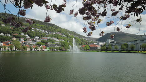 Hermoso-Día-De-Primavera-En-Bergen,-Noruega,-Con-Cerezos-En-Flor-En-El-Parque-De-La-Ciudad