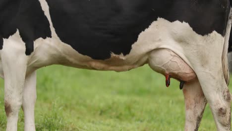 Bauch-Und-Euter-Einer-Holsteinischen-Kuh.---Nahaufnahme