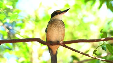 Wild-blue-sacred-kingfisher,-todiramphus-sanctus-spotted-in-its-natural-habitat,-perching-on-the-tree-and-wondering-around-its-surrounding-environment-in-coastal-mangrove-forest,-close-up-shot