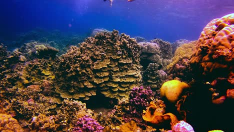 Schnorchler-Taucht-In-Der-Nähe-Farbenfroher,-Einzigartiger-Fische-Im-Blauen-Wassermeer,-Bali,-Indonesien