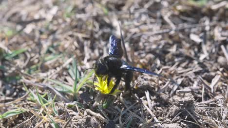 Close-up-shot-capturing-a-polylectic-common-European-species,-violet-carpenter-bee,-xylocopa-violacea-with-its-foraging-habitat-helps-pollinating-the-flowers