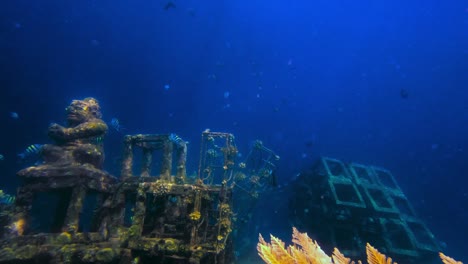 Static-Shot-Of-Seafloor-Rusty-Crates-With-Fish-Swimming-Freely,-Bali,-Indonesia