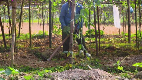 Bangladeshi-Farmer-Weeding-Farm-Land-Under-Trellis