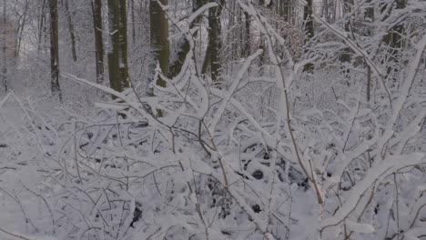 Schneebedeckte-Äste-Im-Winterlich-Schneebedeckten-Wald