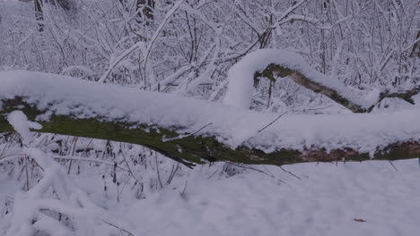 Tronco-De-árbol-Caído-Cubierto-De-Nieve-En-Invierno-Bosques-Cubiertos-De-Nieve