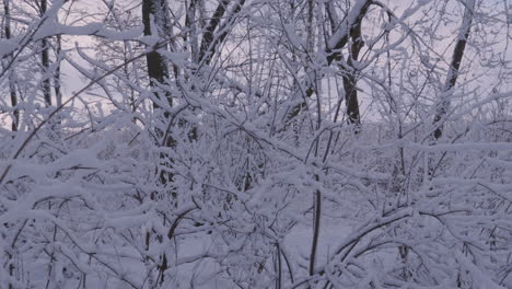 Trees-Branches-Blanket-By-Winter-Snow-In-A-Park