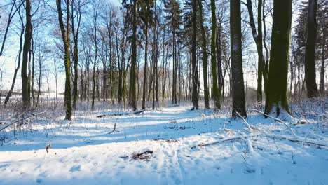 Flight-Through-Snow-Covered-Forest-Park-During-Sunny-Morning