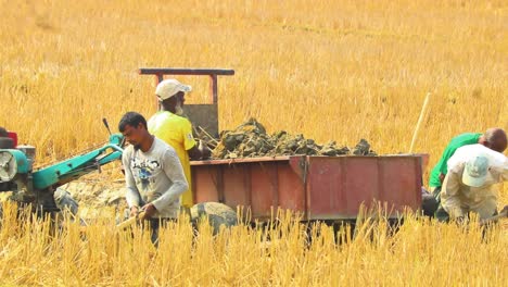 Workers-Using-Hoes-To-Digg-Soil-In-Field-And-Throwing-It-In-Back-Of-Cart-In-Rural-Bangladesh