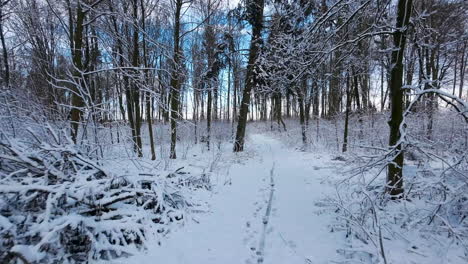 Blattlose-Bäume-Mit-Schneebedecktem-Waldboden
