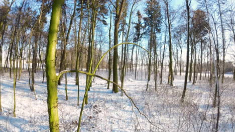 POV-Eines-Waldes-In-Winterlandschaft-Bei-Sonnenaufgang