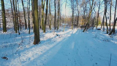 Snowy-Path-Between-Trees-In-A-Forest-Park