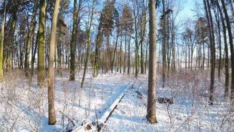 Slowly-flying-over-a-fallen-displanted-tree-lying-on-a-snow-covered-ground-in-winter-wild-forest-in-Poland-after-snowstorm