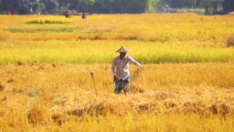 Asian-farmer-man-with-hat-harvesting-paddy-crop-in-rural-farm-field-under-heavy-sunlight