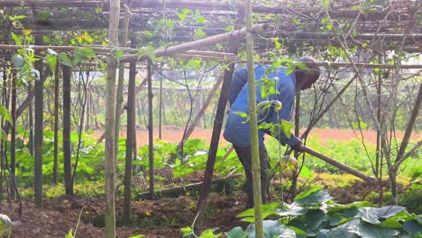 Male-Farmer-Using-Hoe-And-Barefoot-To-Rake-Vegetable-Plot-Under-Trellis-In-Sylhet,-Bangladesh