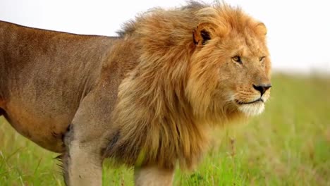 Male-lion-with-an-impressive-mane-walking-alone-in-the-savannah,-profile-view-bokeh-shot-in-the-wilderness,-leadership-concept