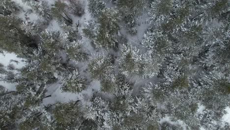 Top-down-view-of-frozen-forest-with-pine-trees-covered-in-white-snow,-cold-winter-day