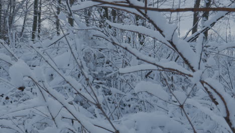 Snow-Covered-Branches-Gently-Swaying-In-Winter-Snow-Covered-Woodland