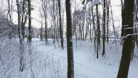 Paisaje-Invernal-En-Un-Denso-Parque-Forestal