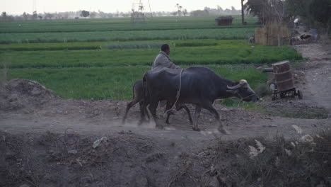 A-farmer-riding-on-a-donkey-and-beside-him-a-buffalo-walking-on-an-Egyptian-farm---medium-shot