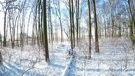 Slow-smooth-walk-in-white-snow-covered-forest-during-sunny-day
