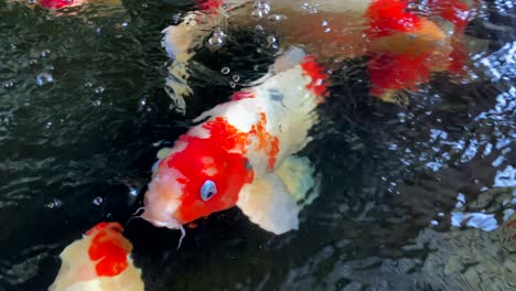 A-small-group-of-Koi-Fish,-or-Nishikigoi,-or-Amur-carp,-actively-swimming-around-in-a-fish-pond