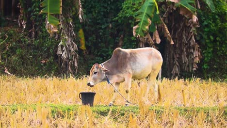 Static-view-of-a-calf-of-holy-Indian-cow-drinking-water-from-bucket-in-tropical-farm-of-Asia