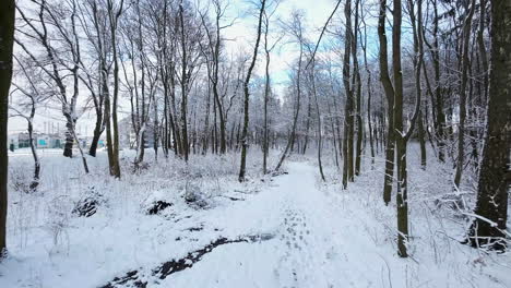 Aerial-Flying-Through-Empty-Frozen-Winter-Woodland-Landscape-During-The-Day
