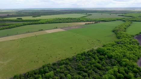 Wide-sinking-aerial-of-green-forest-and-farmland-in-rural-Argentina