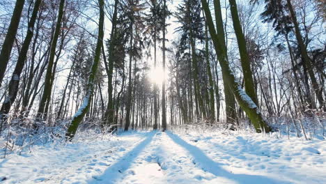 Fliegen-In-Der-Nähe-Von-Schneebedecktem-Boden-Nach-Schneefall-Gegen-Die-Sonne,-Die-Durch-Winterliche-Parkbäume-Scheint