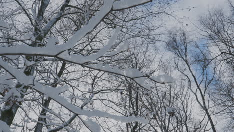 Tree-Branches-Covered-By-Winter-Snow-In-A-Park