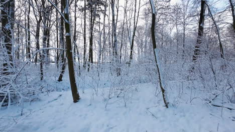 Walk-through-the-winter-forest-with-snow-covered-trees-on-a-beautiful-frosty-evening