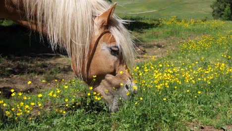 Fast-motion-shot-of-a-horse-grazing-and-eating-grass-and-flowers-in-the-outdoor-during-a-sunny-day,-head-close-up