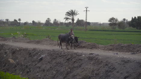 A-farmer-riding-on-a-donkey-walking-through-an-Egyptian-farm---a-long-shot