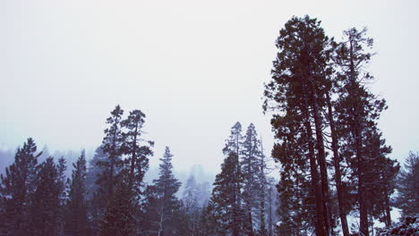 Ein-Dichter-Nebel-Verdeckt-Die-Sicht-Auf-Die-Bäume-In-Der-Ferne