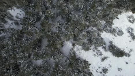 Wald-Mit-Im-Winter-Schneebedeckten-Nadelbäumen,-Weiße-Berglandschaft,-Blick-Von-Oben-Nach-Unten