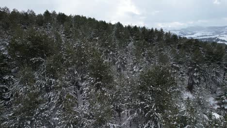 Pine-trees-with-branches-covered-by-thick-snow-on-mountains,-winter-panoramic-drone-view