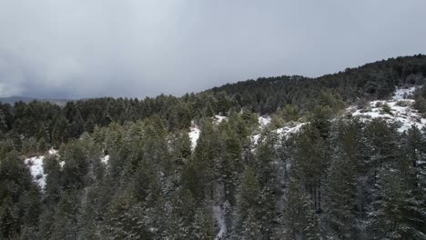 Large-forest-with-pine-trees-covered-in-white-snow-on-a-cold-misty-day-with-cloudy-sky-background